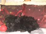 kruising puli pup
