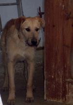 Zwerfhond zoekt huis